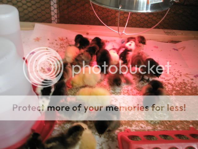 chickoverview.jpg
