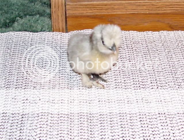 Silkies008.jpg