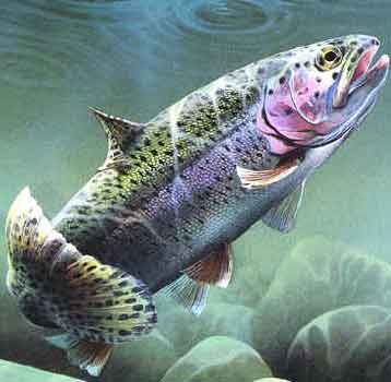 rainbow-trout.jpg