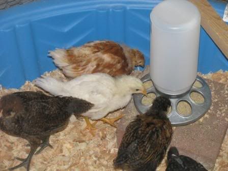 chickies005.jpg