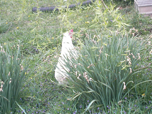 mystery_chicken_3.jpg