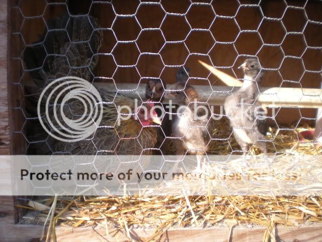 Pandchicks006.jpg