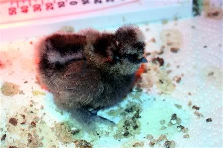 Silkie.jpg