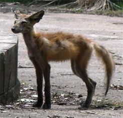 FoxRedMange01.jpg