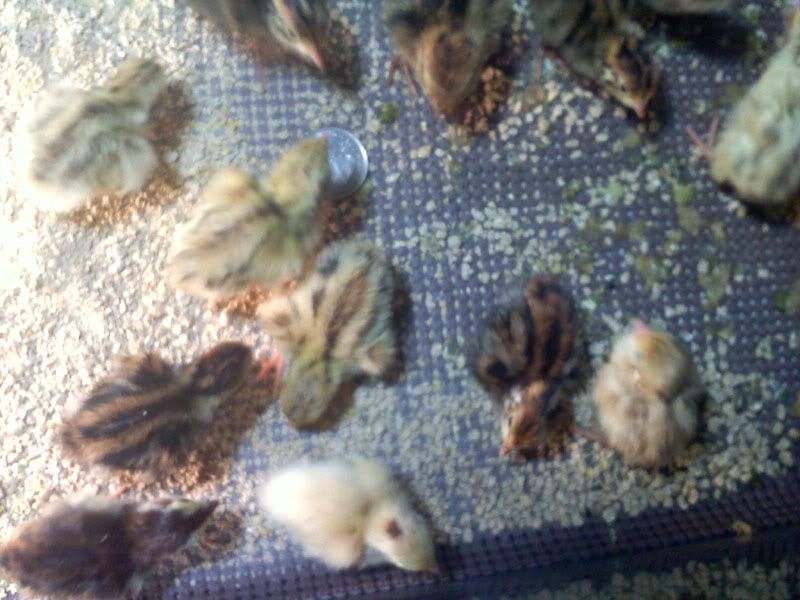quail7.jpg