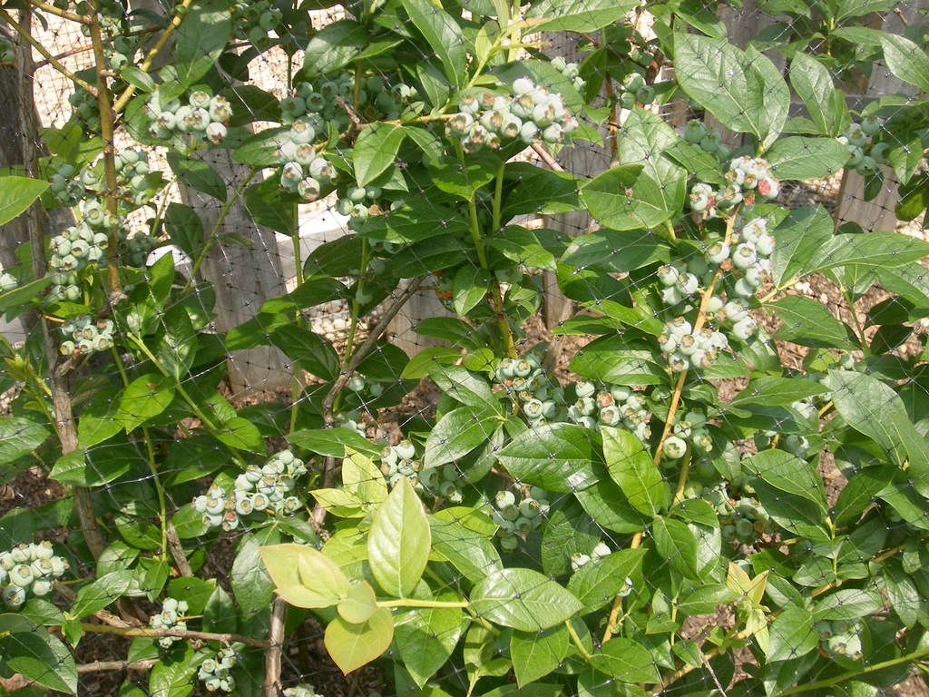 DSCF1480.jpg
