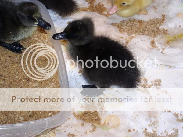 TinyDucklingCayugaResize.jpg