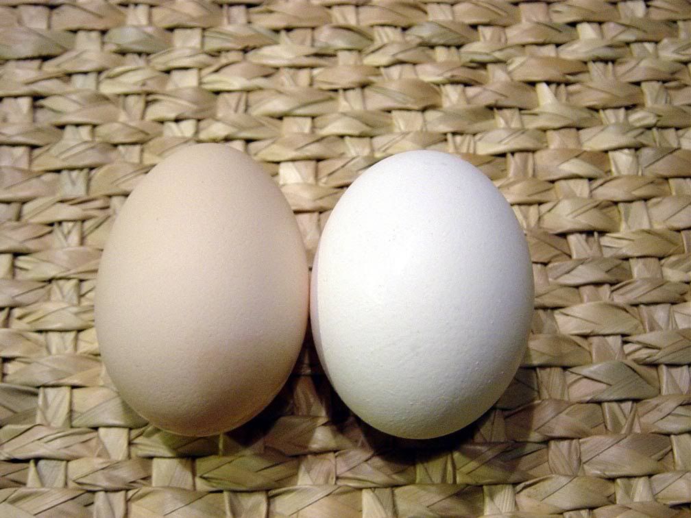 first_eggs.jpg