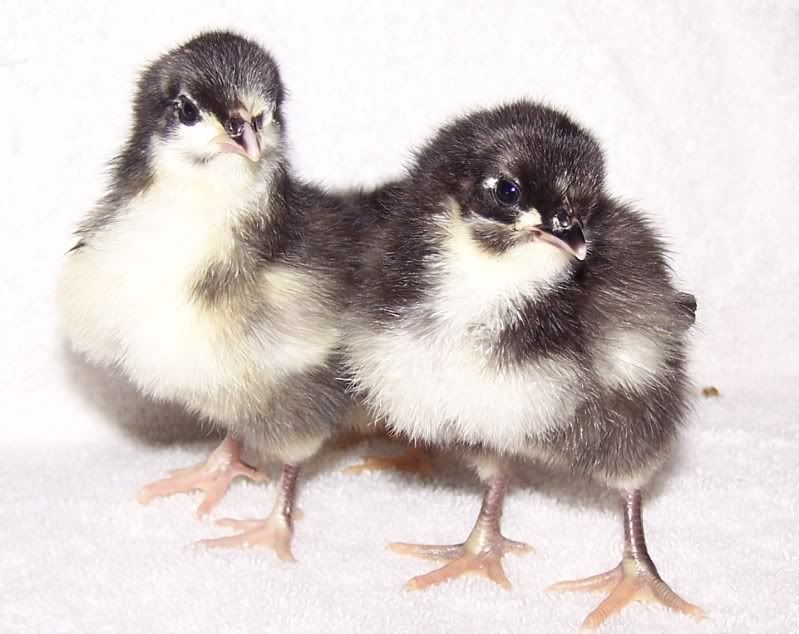 IDChicks004.jpg