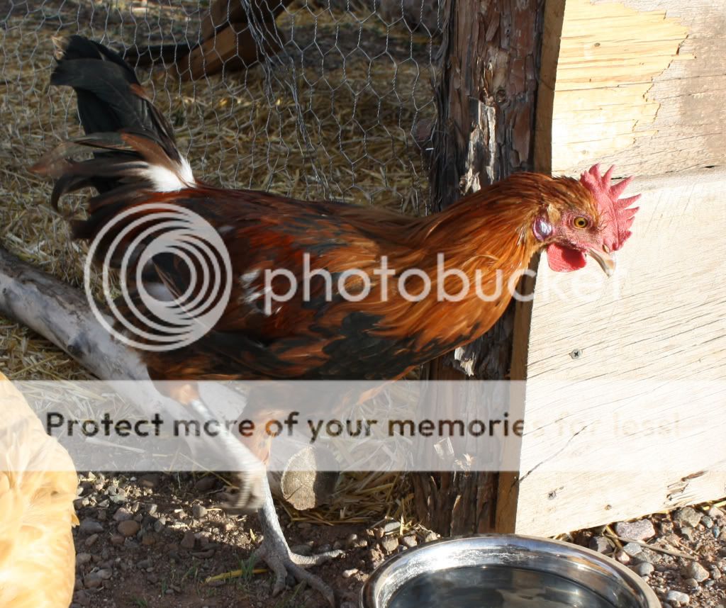pprooster.jpg