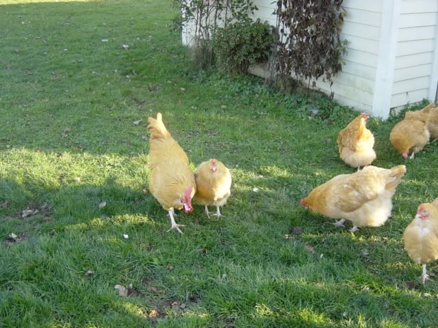 DSC03729.jpg