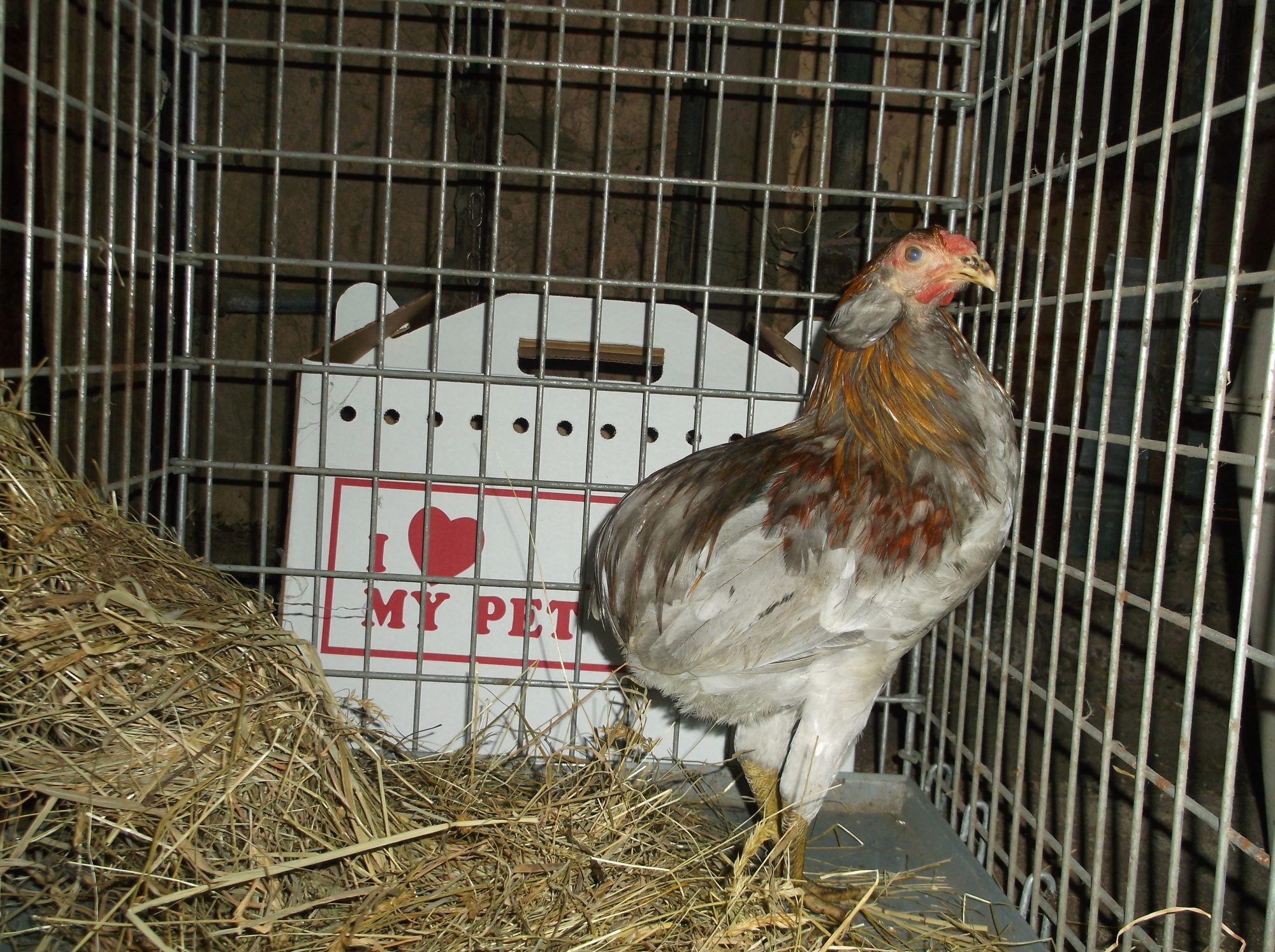 200x200px-ZC-16b28c6b_2013-09-07Roosters016.jpeg