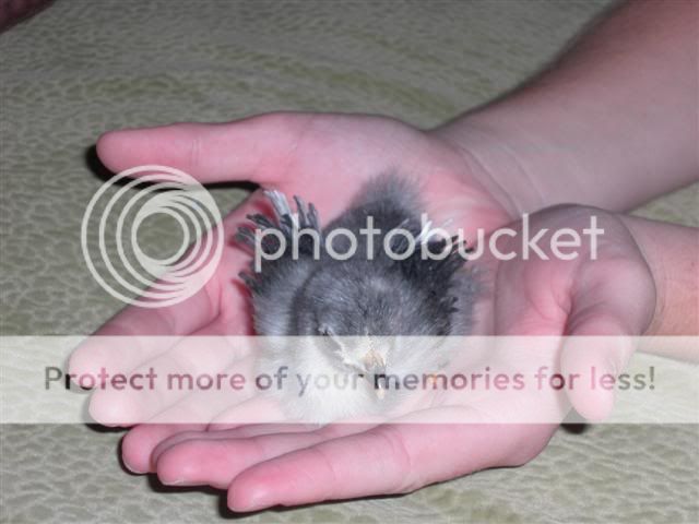 CIMG1689Small.jpg