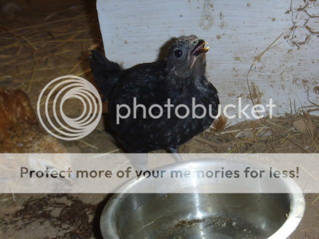 pipsqueek018.jpg