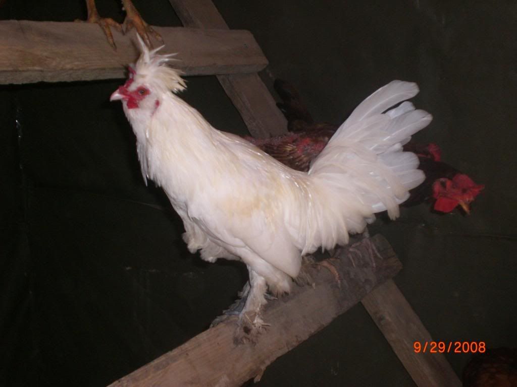 chickens012.jpg