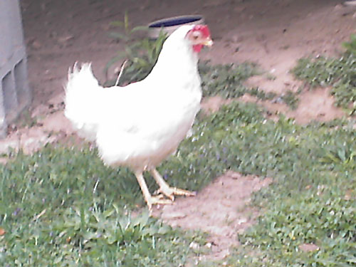 mystery_chicken_2.jpg