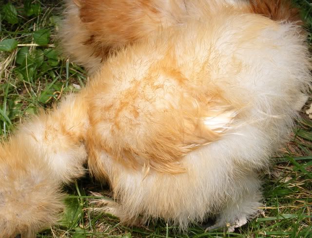 chickensinjuly058.jpg
