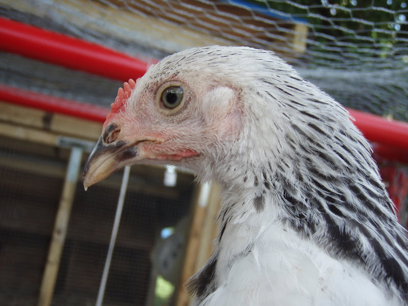 Chickens%20060.JPG