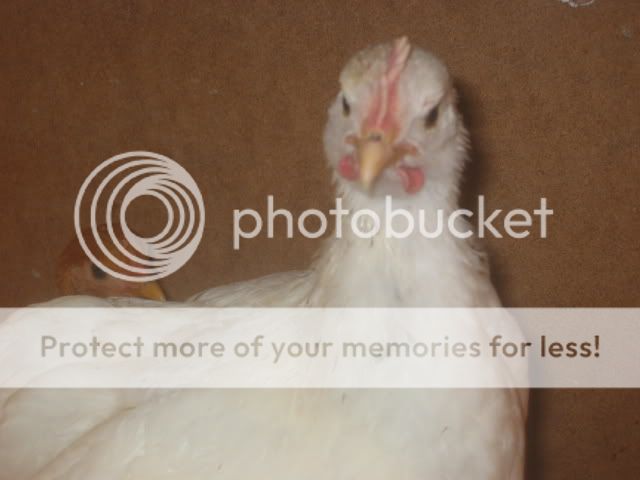 100_0009.jpg