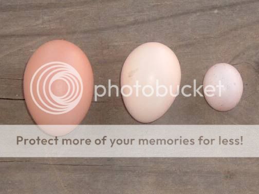 eggcomparision3.jpg