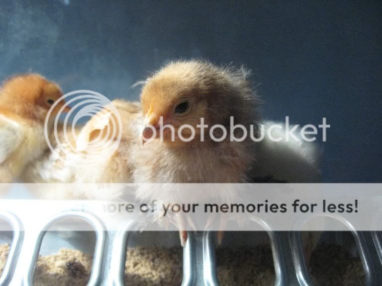 chick7.jpg