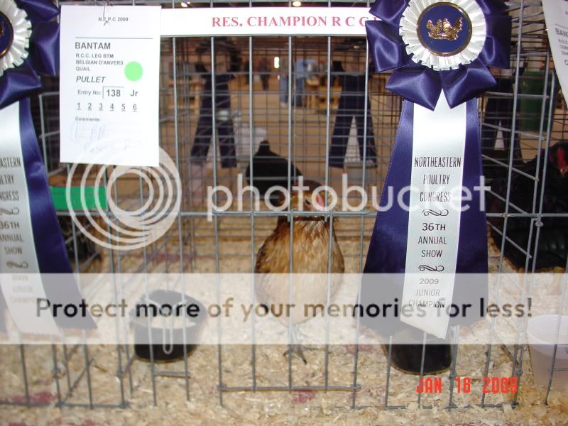 poultryshows022.jpg