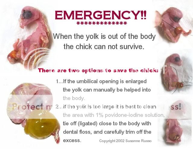 Yolk-Tie-off-illus.jpg