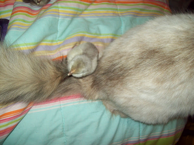 100_6215.JPG