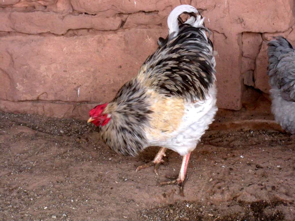 Chickens043.jpg