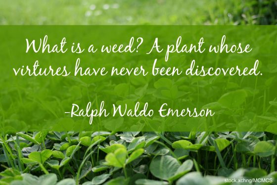 weed-quote1-560x373.jpg