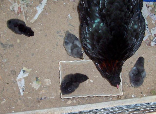 200x200px-ZC-d3b41819_45258_broody1.jpeg