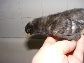chicks025.jpg
