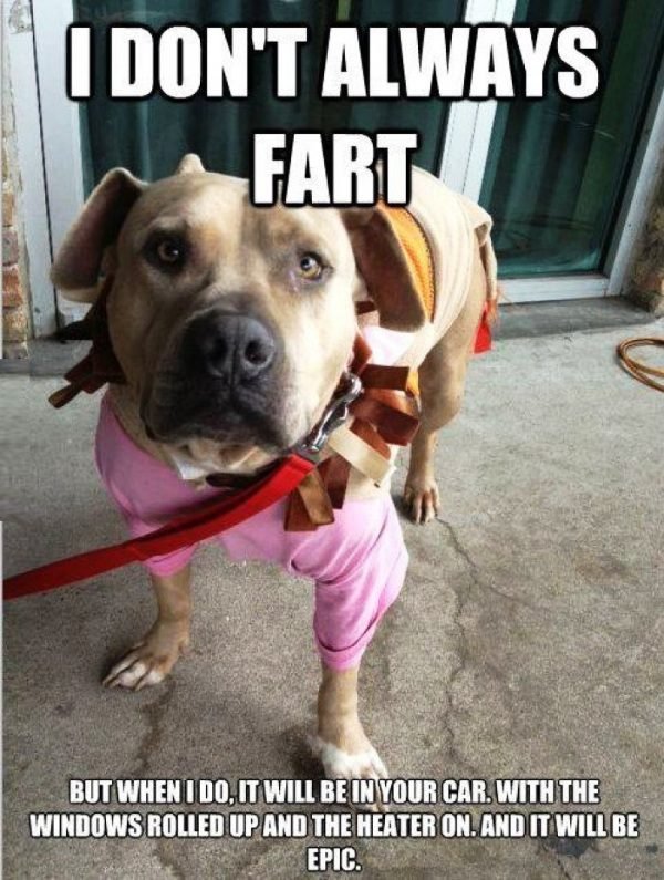 funny-pictures-dog-meme-31.jpg