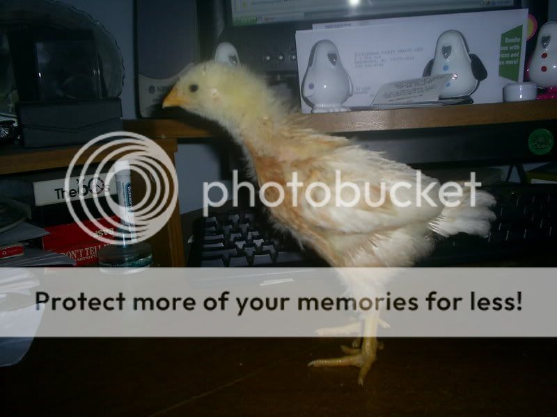 critters053.jpg
