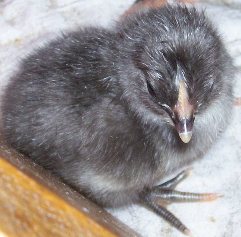 SilverChickCloseup.jpg