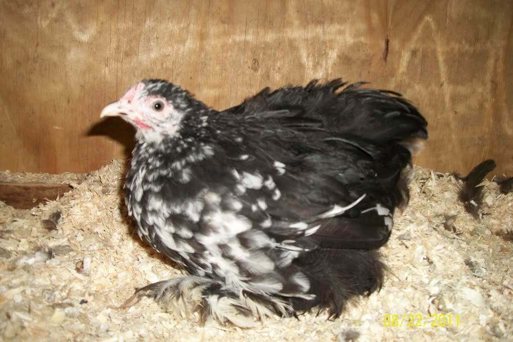 newchickensatmoms220.jpg