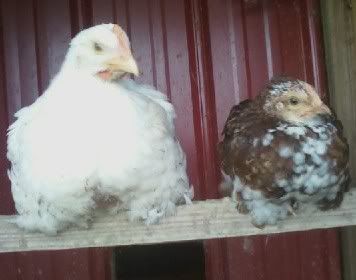 CHICKENS.jpg