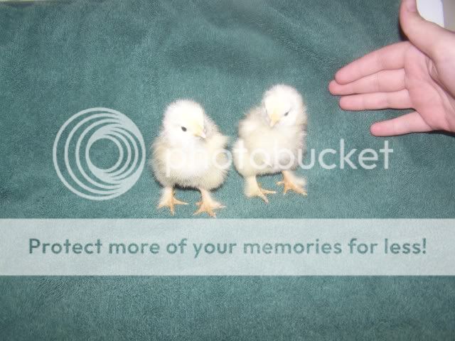 Orderhatched005.jpg