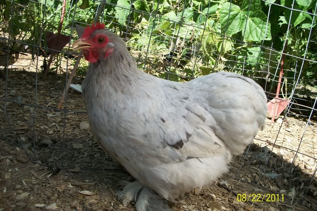 newchickensatmoms188.jpg