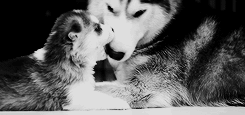tumblr_lz4zlbbvKe1r2fs0co7_250.gif