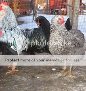 SPR-pullet-30110.jpg