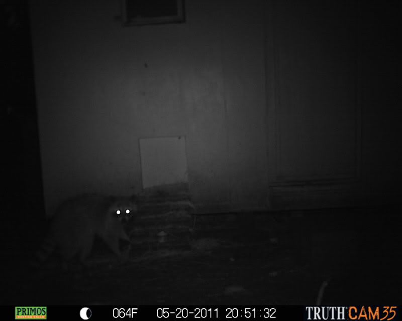coon1.jpg