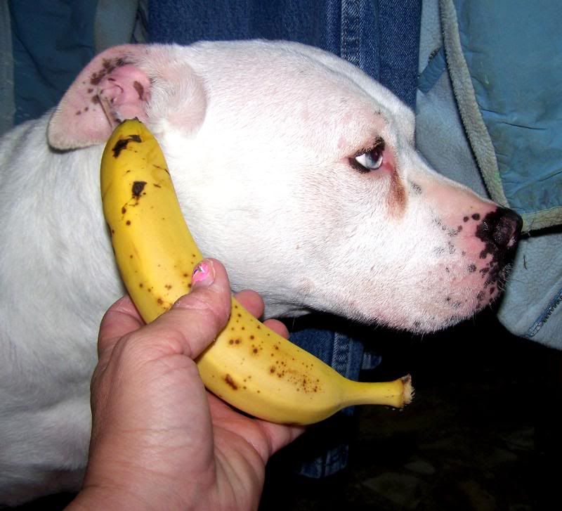 chaserbanana2.jpg