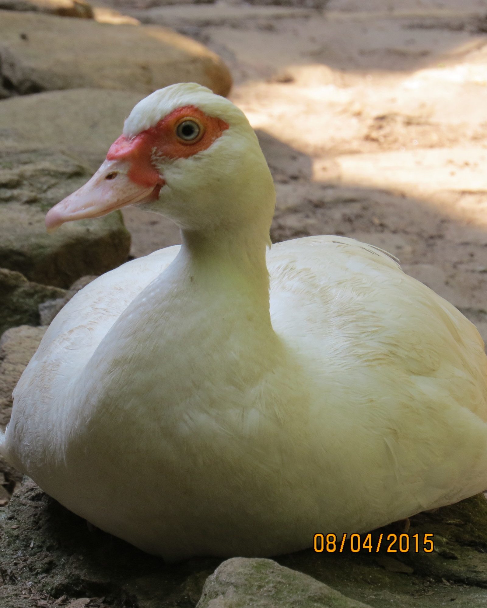 200x200px-ZC-08f6c9d1_001.jpeg