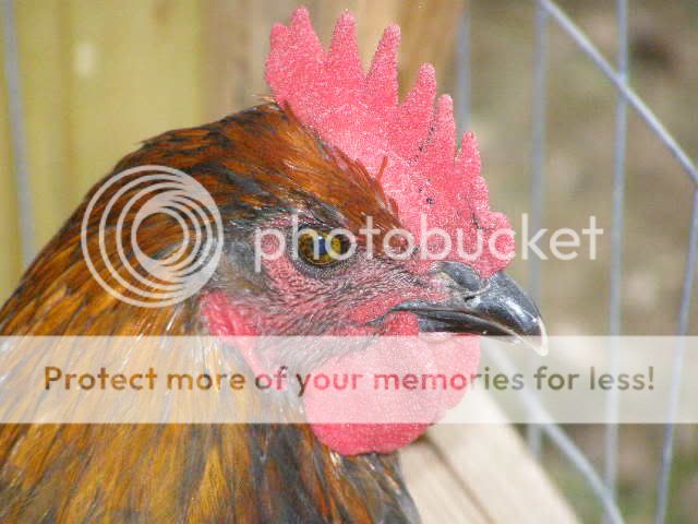 Marans016.jpg