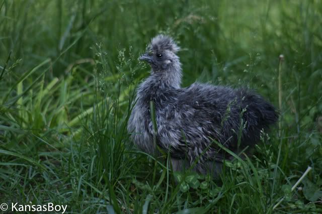 Chickens6of11.jpg