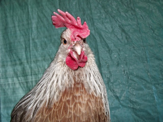 DSCF2690.JPG