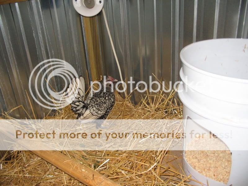 Chicks030.jpg