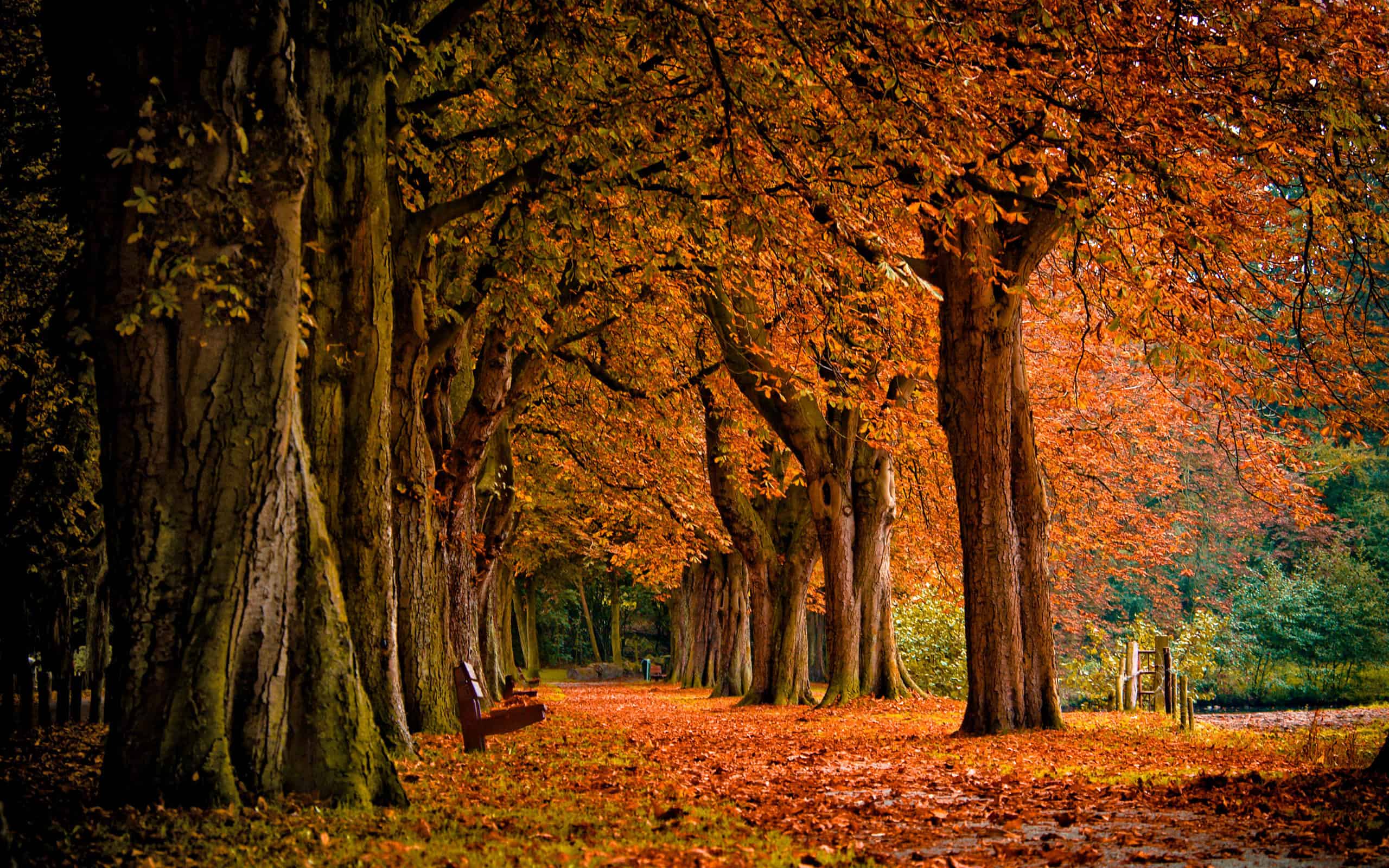 Fall-Trees.jpg