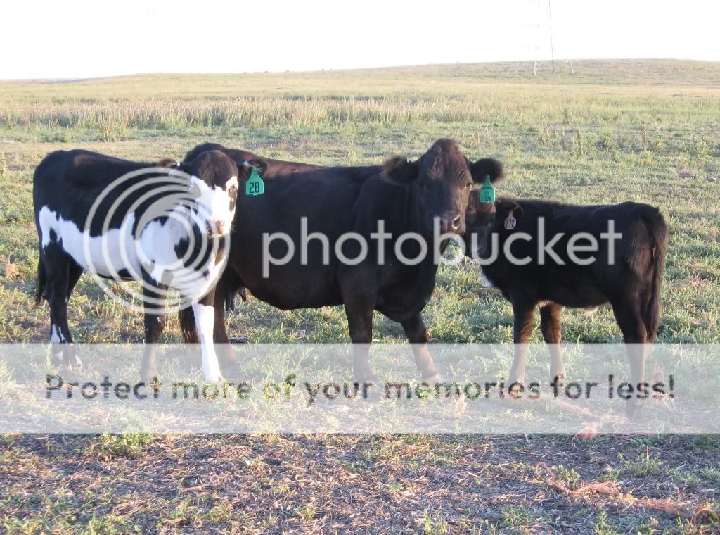 1mcows3.jpg